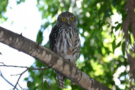 Barking Owl Ninox connivens Gladstone, Queensland, Australia